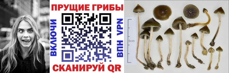 Псилоцибиновые грибы мицелий  Суздаль 